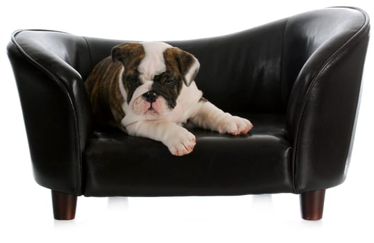 dog on couch - english bulldog puppy laying on dog couch with reflection on white background