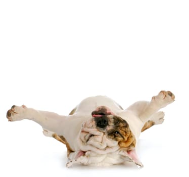 dog upside down - english bulldog laying on back looking up