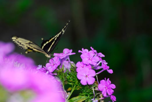 butterfly on a flower