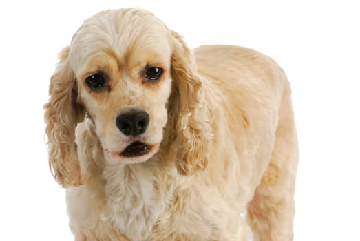 senior dog - american cocker spaniel senior standing on white background