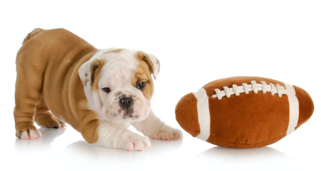 playful puppy - english bulldog puppy playing with football