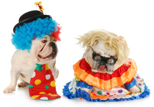 dog clowns - male and female english bulldog clowns on white background