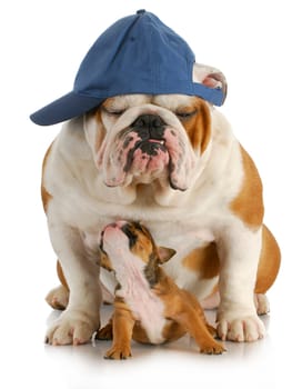father and son - english bulldog father and four week old son sitting on white background