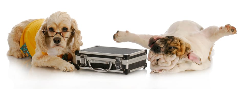 stressful business deal - cocker spaniel with briefcase laying beside stressed english bulldog on white background