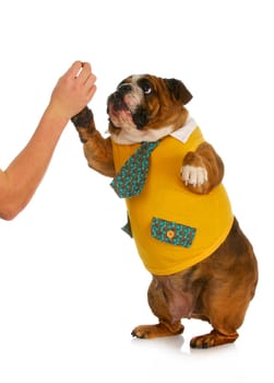 high five - hand of person giving high five to english bulldog standing