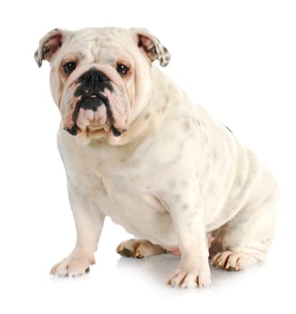 english bulldog sitting looking at viewer on white background - one year old