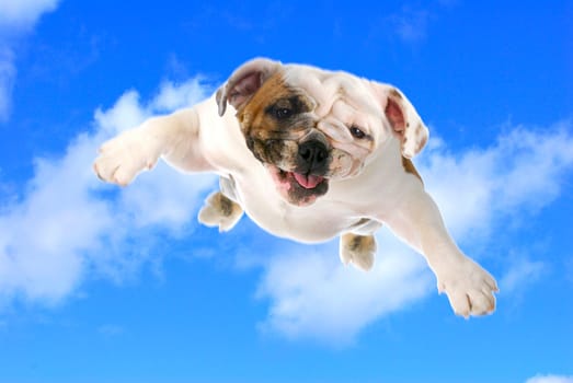 dog flying - english bulldog flying in the cloudy blue sky