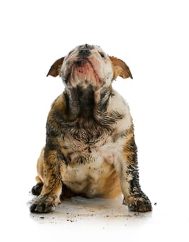 dirty english bulldog sitting looking up on white background