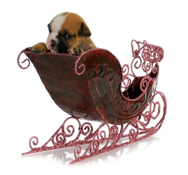 puppy in a sleigh - english bulldog puppy sitting in festive sleigh - 4 weeks old