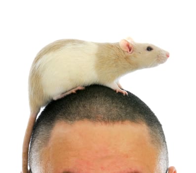 pet rat crawling on a man's head on white background