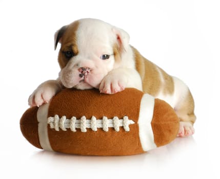 cute puppy with stuffed football - english bulldog 5 weeks old