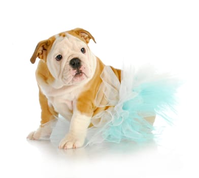 cute puppy - english bulldog puppy wearing blue tutu on white background - 10 weeks old