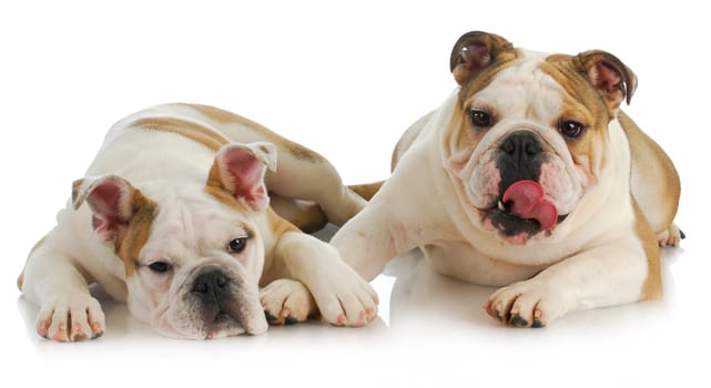 puppy love - english bulldog comforting another on white background