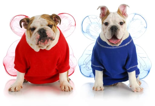 dog angels - two english bulldogs wearing angel costumes