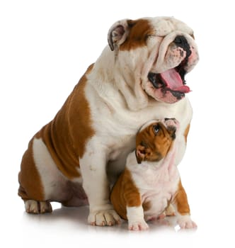 father and son dogs - english bulldog puppy looking up at adult yawing on white background