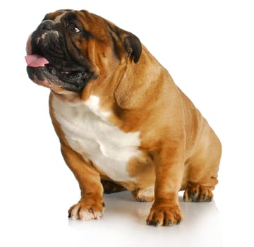 english bulldog sitting looking up on white background