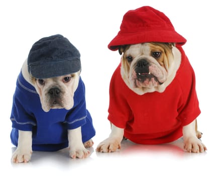two dogs - english bulldogs wearing red and blue
