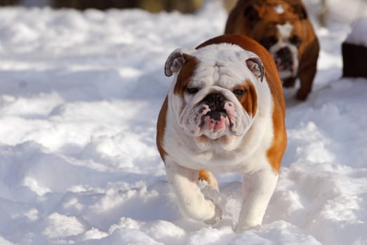 dog running in snow - two english bulldogs running
