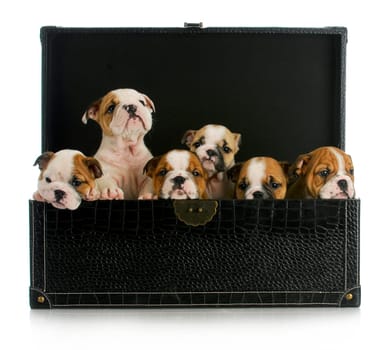litter of puppies - six english bulldog puppies in a leather trunk