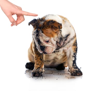 bad dog - dirty sad english bulldog being scolded by wagging finger