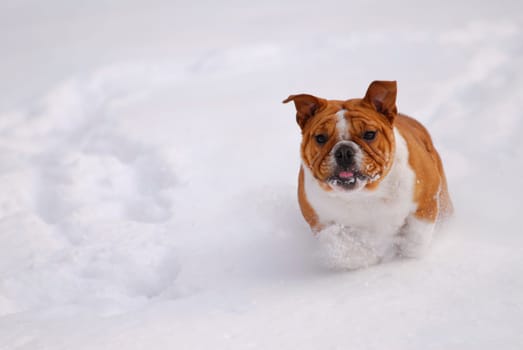 dog running in the snow - english bulldog - six months old