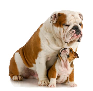 big and small dog - english bulldog father sitting with 8 week old puppy on white background
