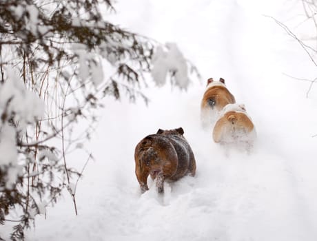 dogs running in snow - three english bulldogs running through snow