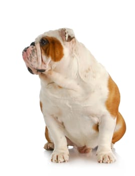 english bulldog sitting looking off to the side on white background