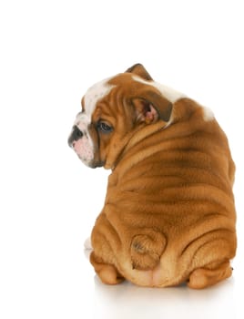 bulldog puppy looking over shoulder - 10 weeks old