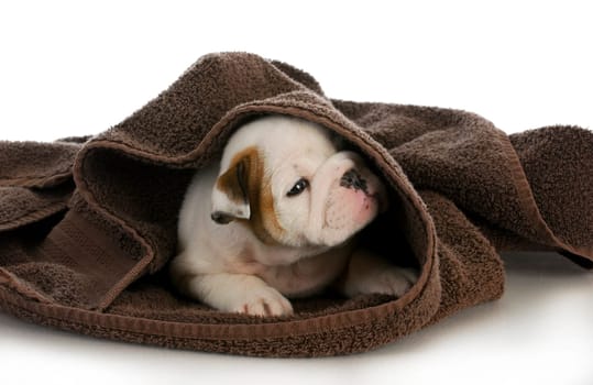 puppy bath time - english bulldog puppy and towel