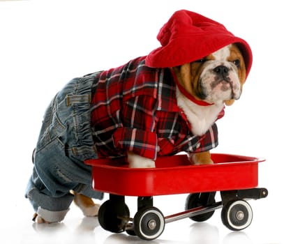 bulldog puppy in a red wagon