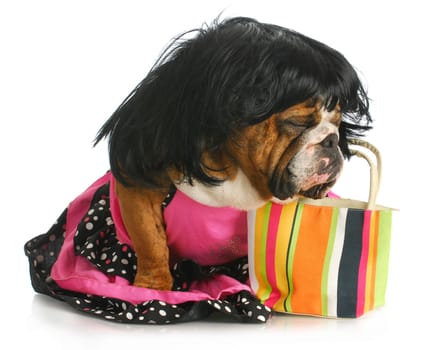 female dog - english bulldog wearing wig and dress sitting beside purse