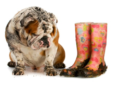 dirty dog and muddy boots - english bulldog sitting beside rubber boots on white background