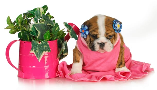 spring puppy - female english bulldog puppy sitting beside watering can of ivy 7.5 weeks old