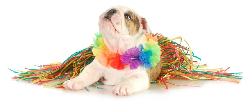 holdiay dog - english bulldog wearing hawaiian lei and skirt