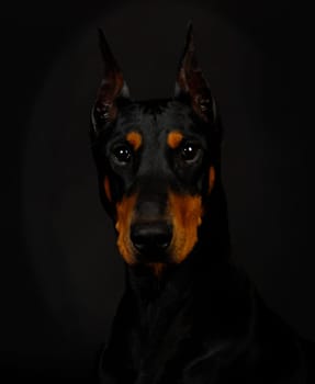 doberman pinscher head profile - female 3 years old