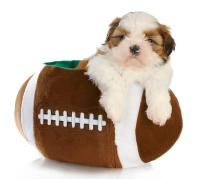 cute puppy - shih tzu puppy sitting inside a stuffed football - 6 weeks old