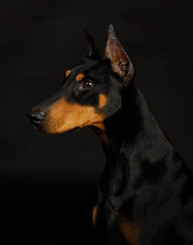 doberman pinscher  - female 3 years old