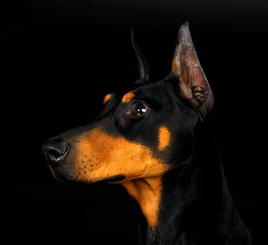 doberman pinscher head profile - female 3 years old