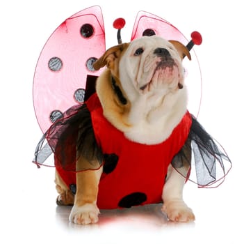 dog ladybug - english bulldog wearing ladybug costume