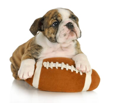 cute puppy with stuffed football - english bulldog 8 weeks old