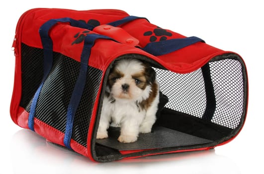 puppy carrier - shih tzu puppy in a pet carrier on white background - 6 weeks old