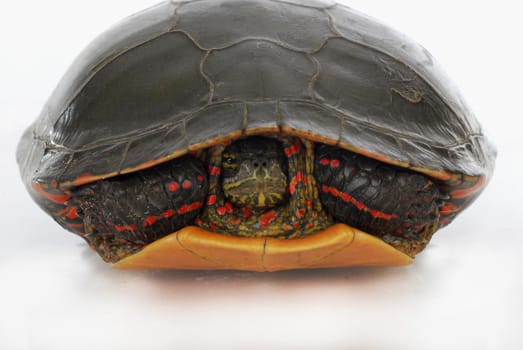 turtle hiding - western painted turtle inside its shell on white background