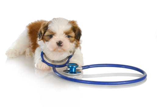veterinary care - shih tzu with stethoscope around neck on white background