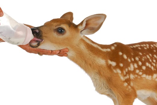 orphaned fawn - bottled feeding baby fawn - 3 days old - whitetailed doeling
