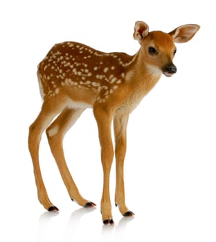 fawn - white-tail standing isolated on white background