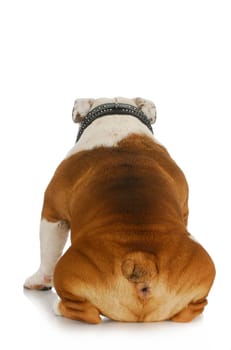 dog with back to viewer - english bulldog wear black collar