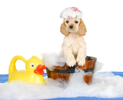 puppy bath time - american cocker spaniel puppy having a bath - 8 weeks old