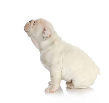cute puppy - english bulldog puppy squinting - 8 weeks old