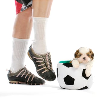 sports hound - cute puppy sitting in soccer ball with soccer player - shih tzu